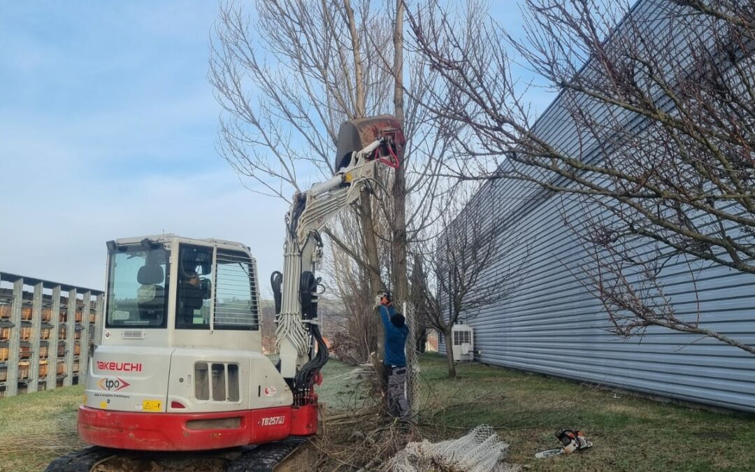 Abattage, arrachage souche + clôture et installation d’une nouvelle clôture en panneaux rigides